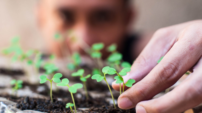 Man planting seedlings at a distance