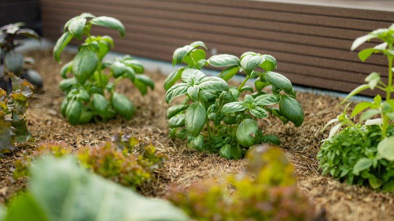 Basil plants growing in mulched soil