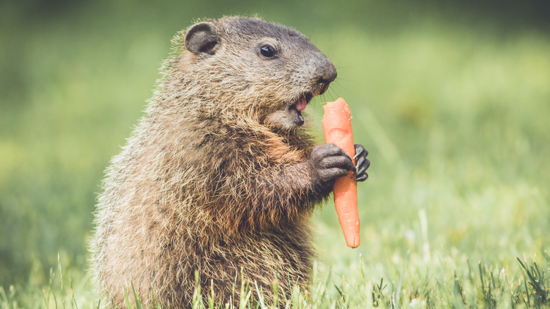 groundhog eating carrot in garden