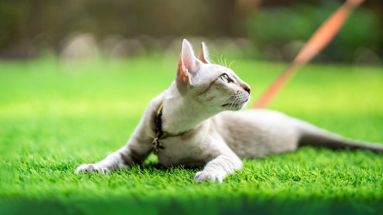 A cat acclimating to artificial turf on leash