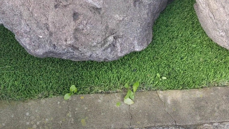 Small weeds growing on edge beside artifical turf between rocks and pavement