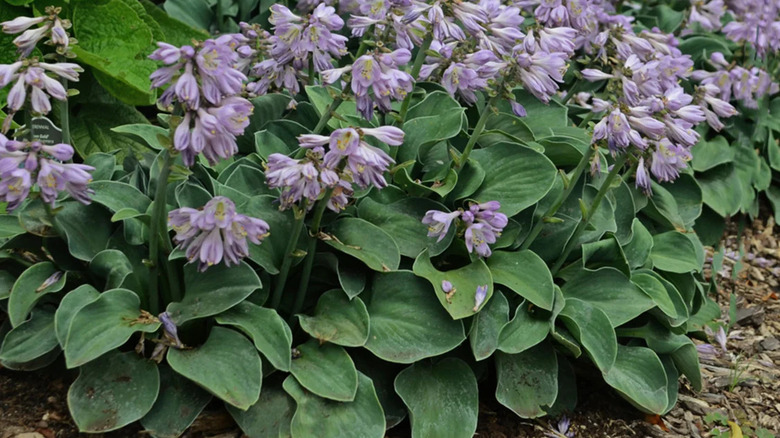 A close-up of 'Blue Mouse Ears' with purple blooms.