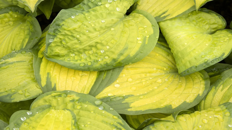 A close-up of the rain-specked, lemony and medium green leaves of the 'Brother Stefan' hosta.
