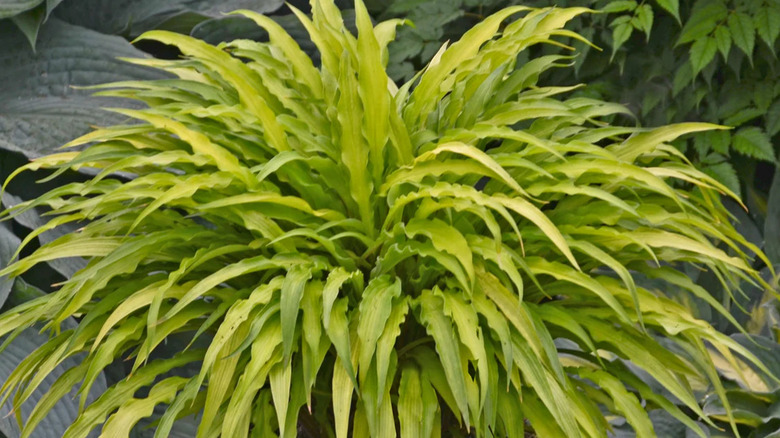 Close-up of a 'Curly Fries' hosta with twisty light chartreuse foliage.