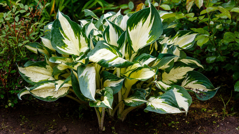 Close-up of a 'Fire and Ice' hosta in a garden.