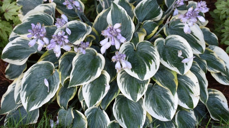 A close-up of a large 'First Frost' hosta with a blue-green and cream foliage and lilac flowers.