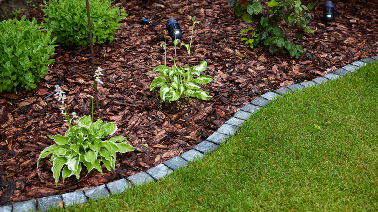 A landscaped garden with vibrant hostas surrounded by bark mulch.