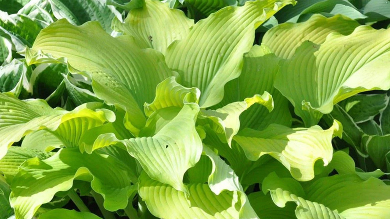 A close-up of the twisty, golden foliage of a 'Sun Power' hosta.