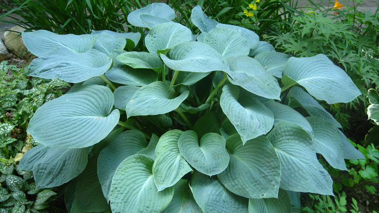 blue hosta