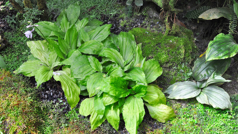 dwarf hosta