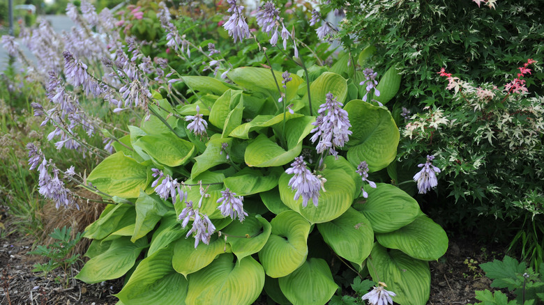 flowering hosta