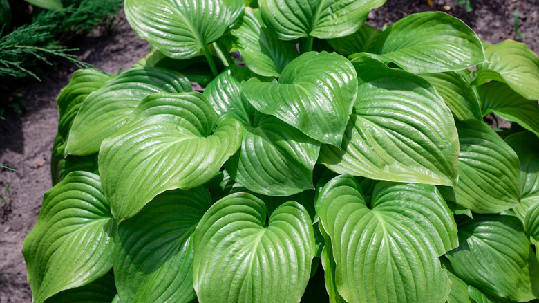 green hosta