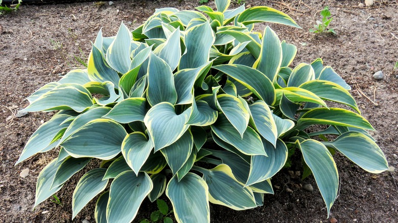 Hosta Fortunei Aueromarginata