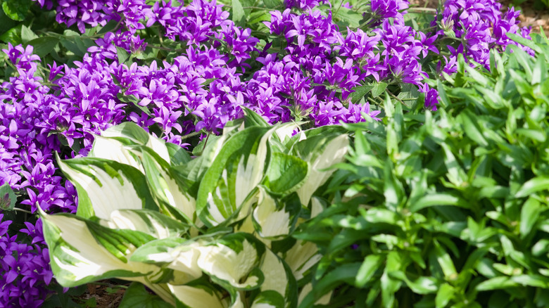 hostas with purple flowers