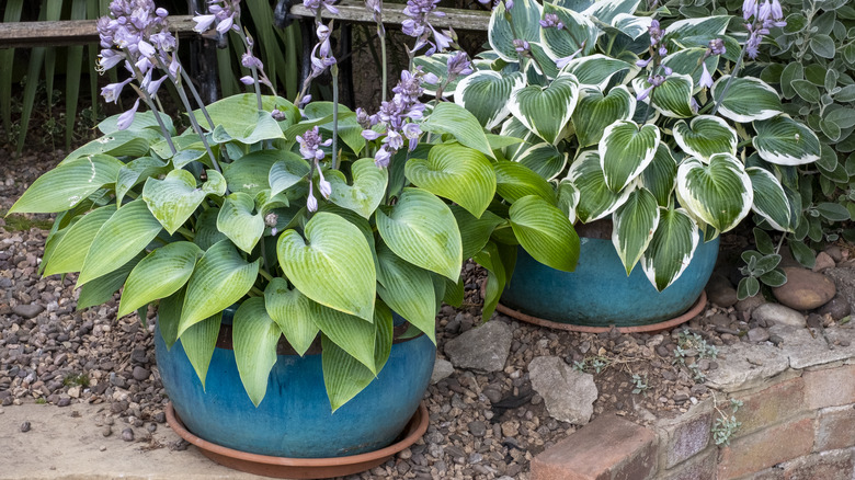 hosta in planters