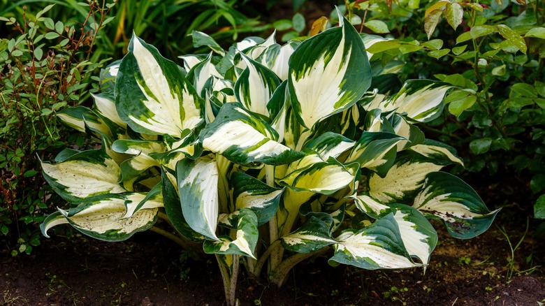 fire and ice hosta