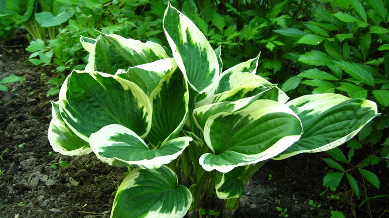 White Variegated patriot Hosta