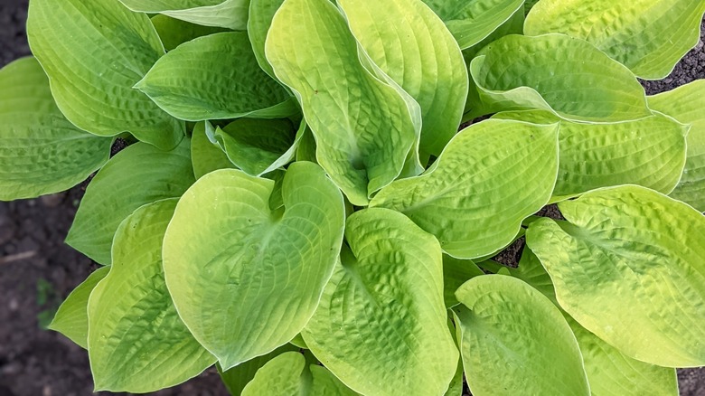 yellow hosta