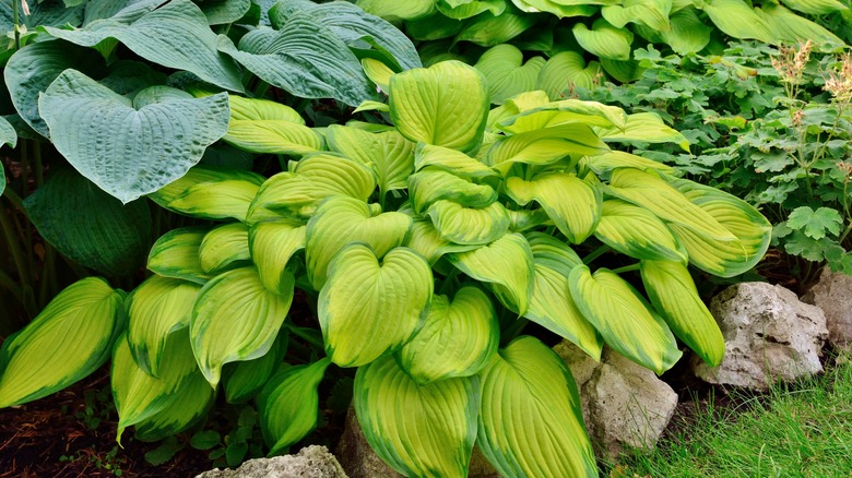 Yellow variegated hosta