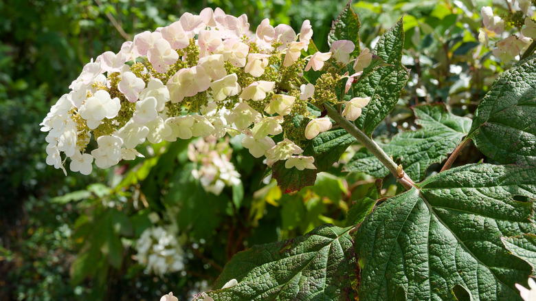 Closeup of white oakleaf hydrangea