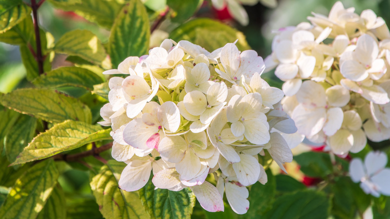 Closeup of white smooth hydrangeas