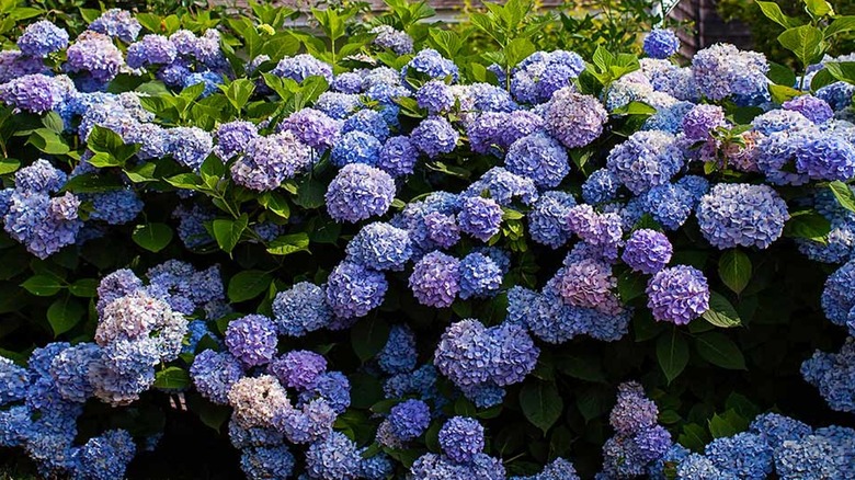 Bluesh-purple 'Endless Summer' hydrangeas