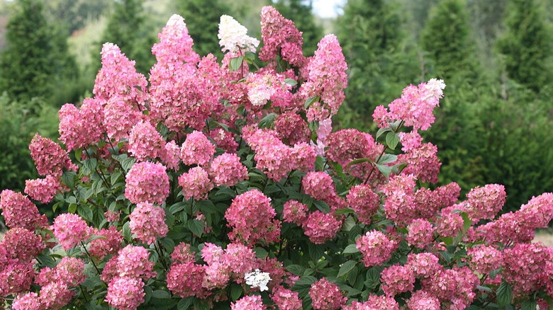 Closeup of pink panicle hydrangea bush