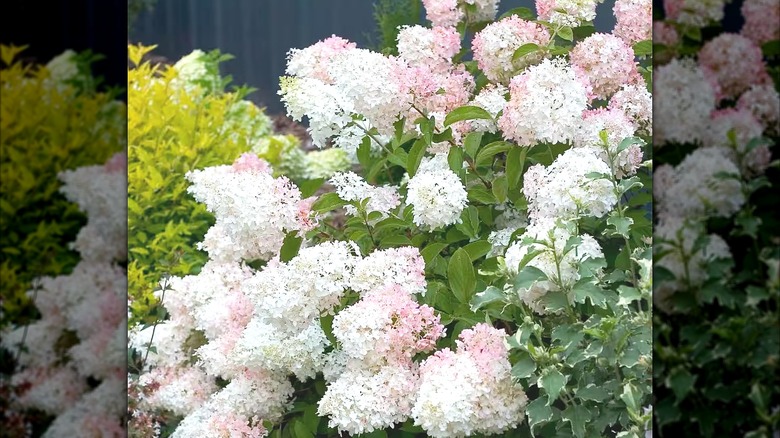 Closeup of pink and white Phantom hydrangeas