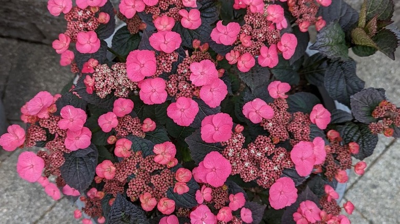 Closeup of Pink Dynamo hydrangeas