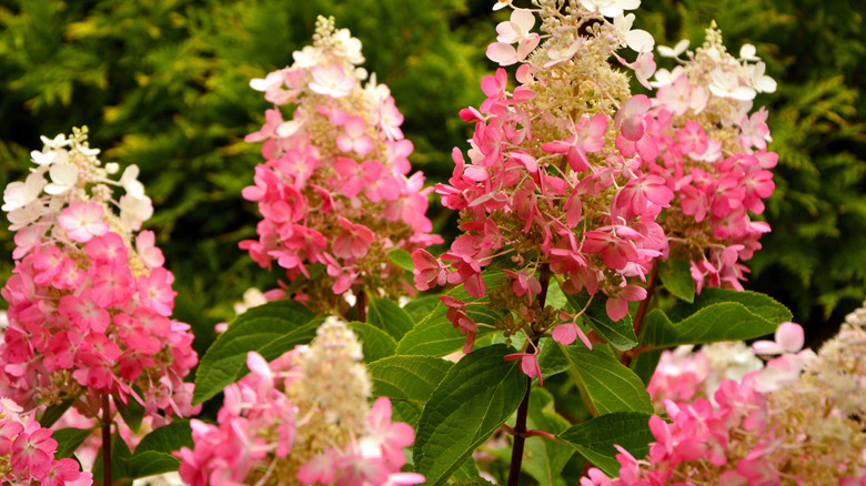 Closeup of tri-colored pinky winky hydrangea shrub