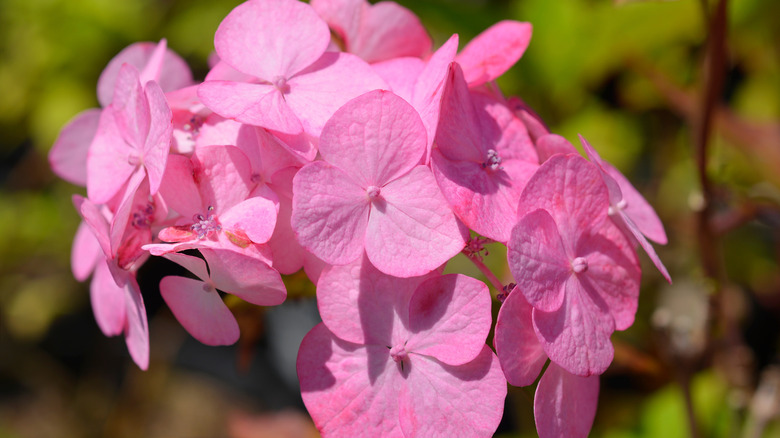 Closeup of a pink Tea of Heaven hydrangea
