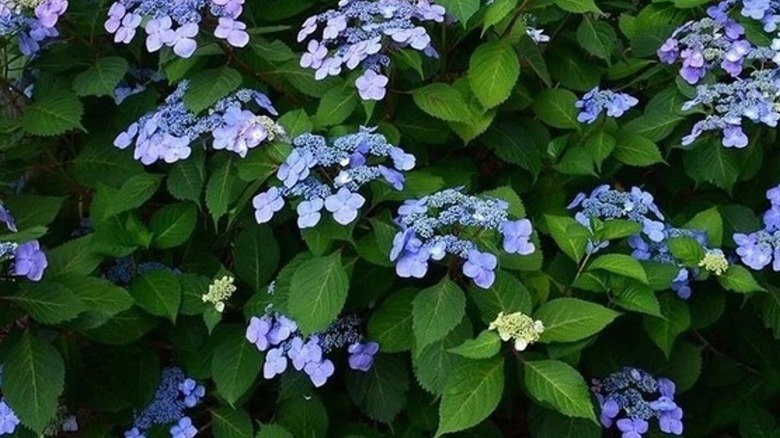 Closeup of blue Twist-and-Shout hydrangeas
