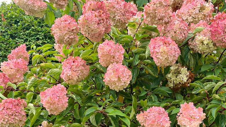 Closeup of vanilla strawberry hydrangea shrub
