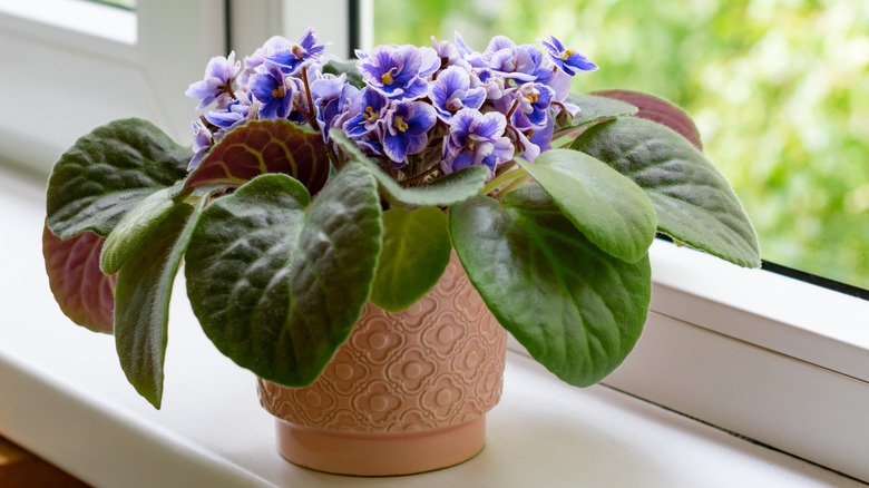 African violet with blue and white flowers on windowsill