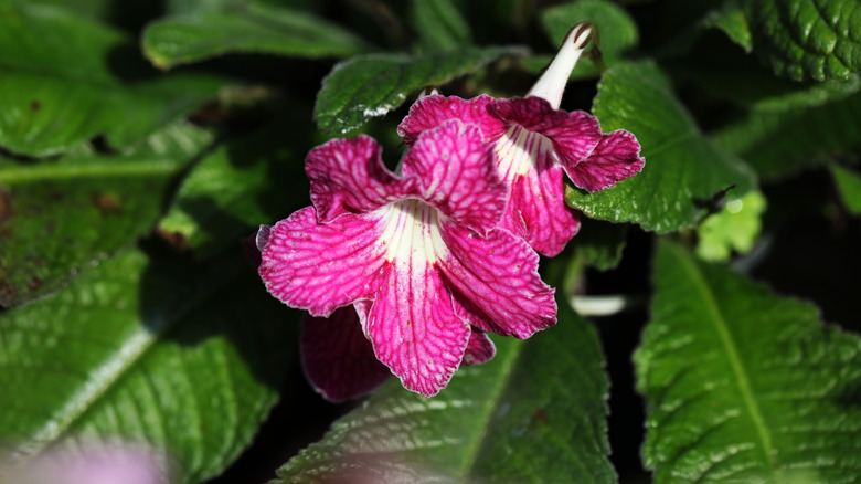 Cape primrose with magenta flowers