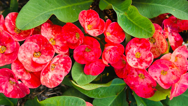 Red flowers on crown of thorns plant