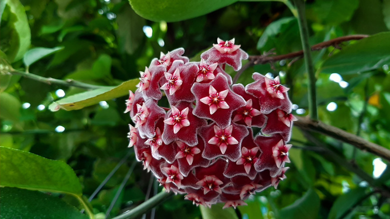 Large flower head covered with star shaped blooms on hoya plant