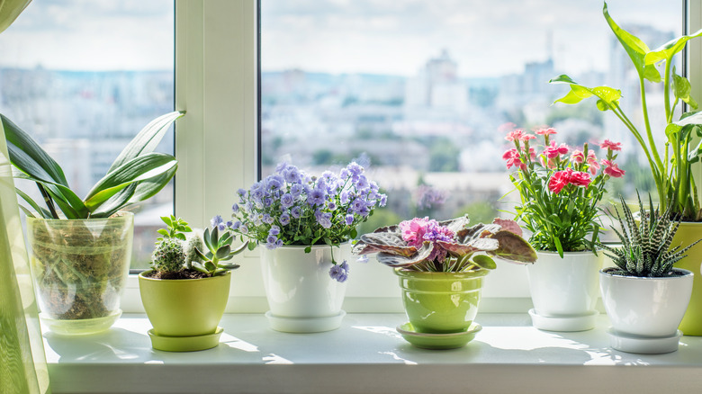 Several houseplants, some with flowers, on a sunny windowsill