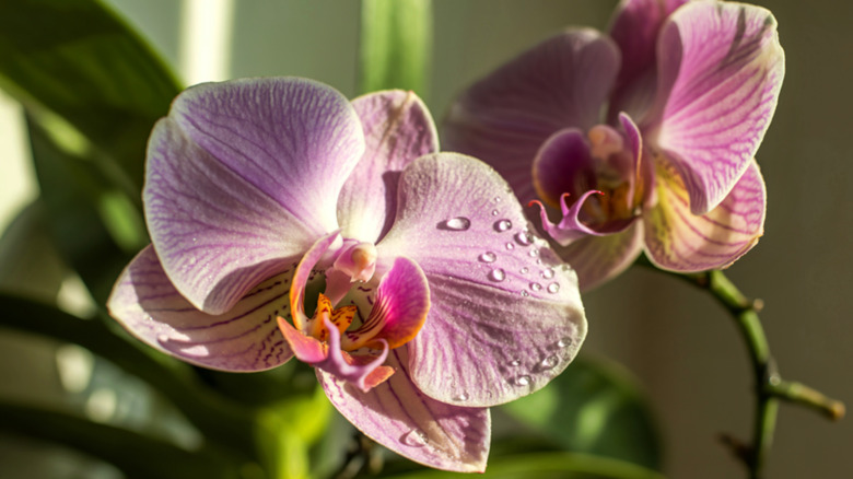 Lavender and cream colored moth orchid flowers