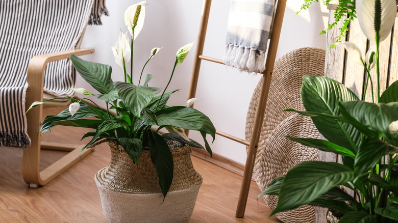 Peace lilies with white flowers