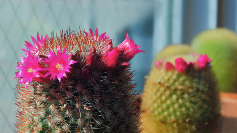 Hot pink flowers on pincushion cactus