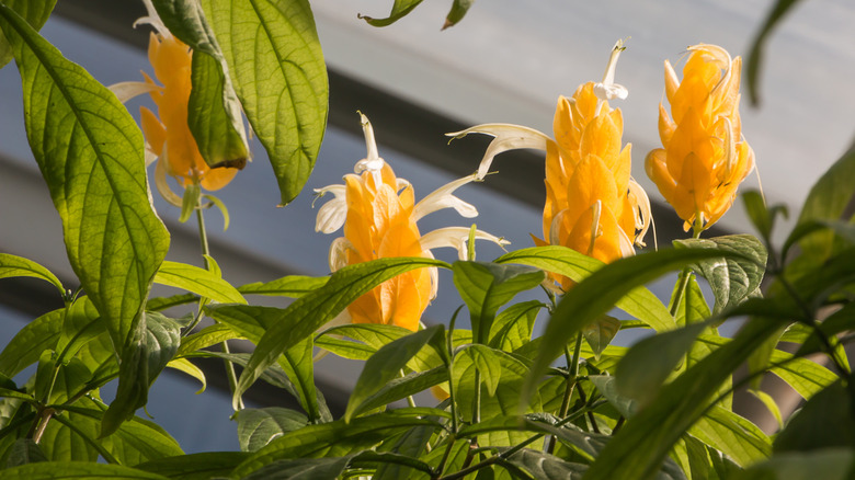 Yellow and white flowers on shrimp plant