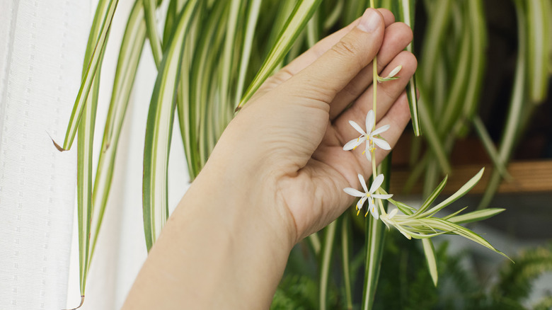 White flowers on spider plant