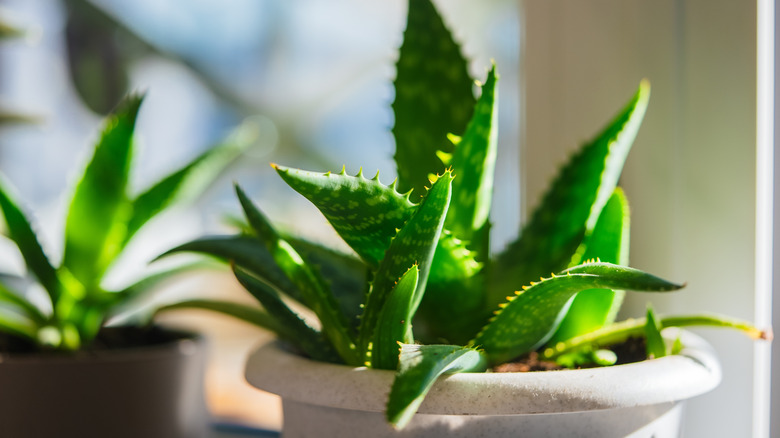 close up of an aloe vera plant in a white pot
