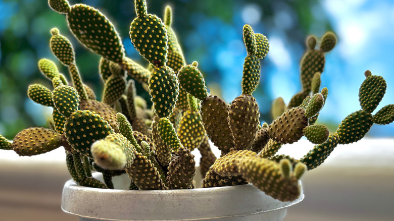 Close up of bunny ears cactus in a while pot