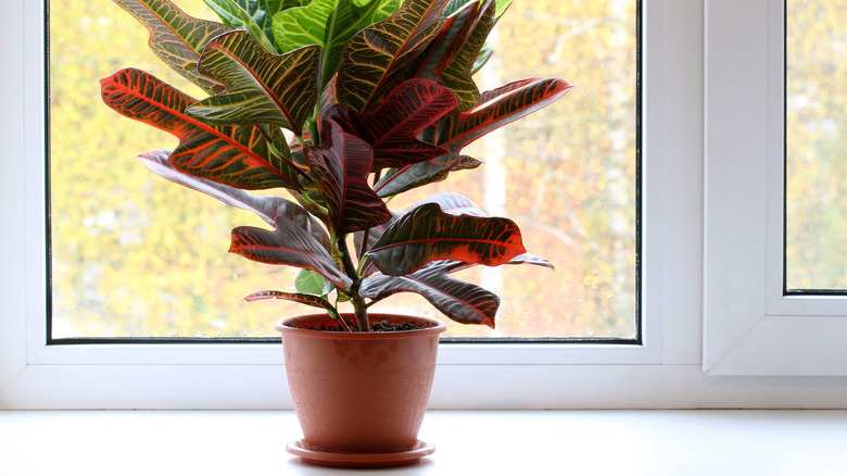 Croton plant in a clay pot set in a windowsill