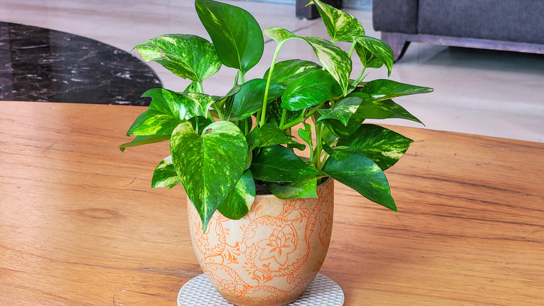 Golden pothos plant in a ceramic pot on a wooden table