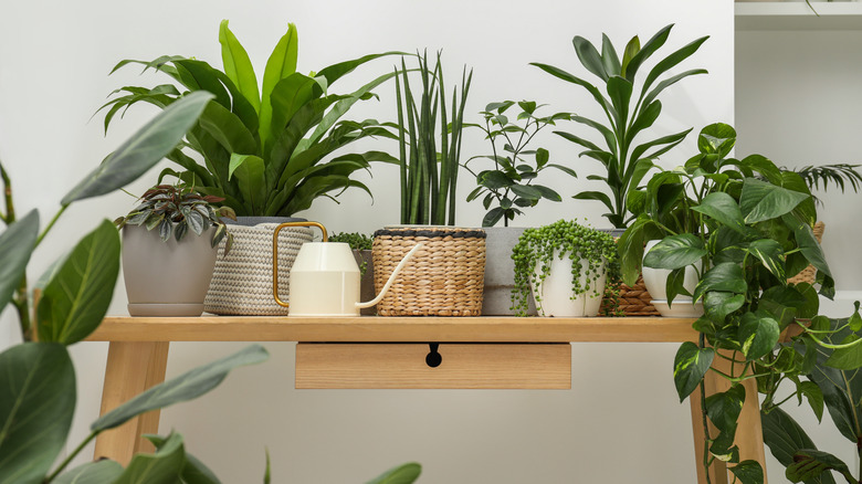 A variety of houseplants on a wooden table with a drawer