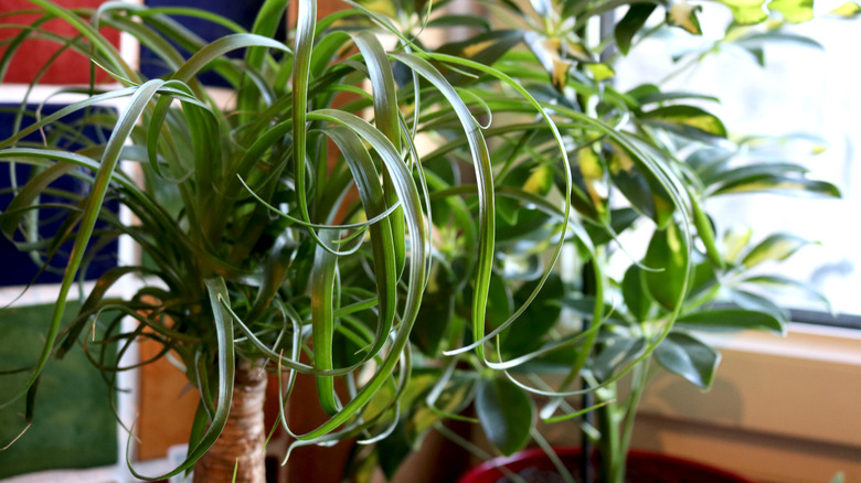Large ponytail palms indoors with a colorful wall behind the plant