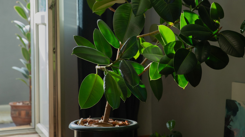 Large rubber plant in a dark green pot